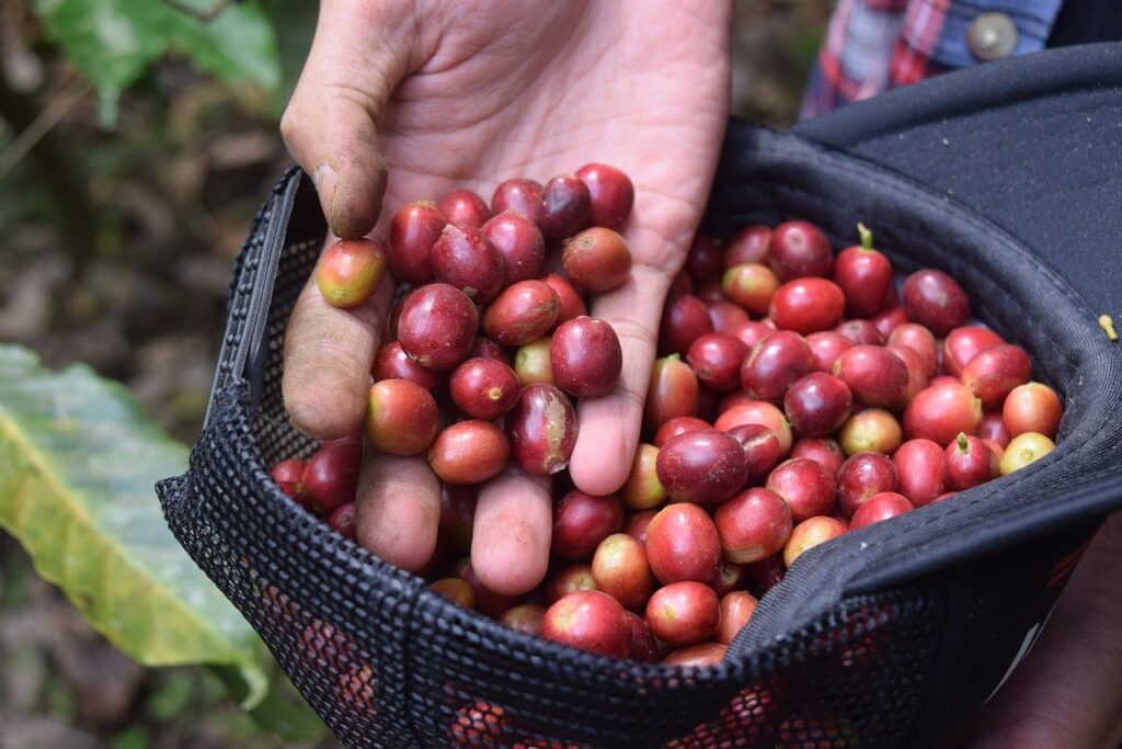 Is Organic Coffee Pesticide Free?