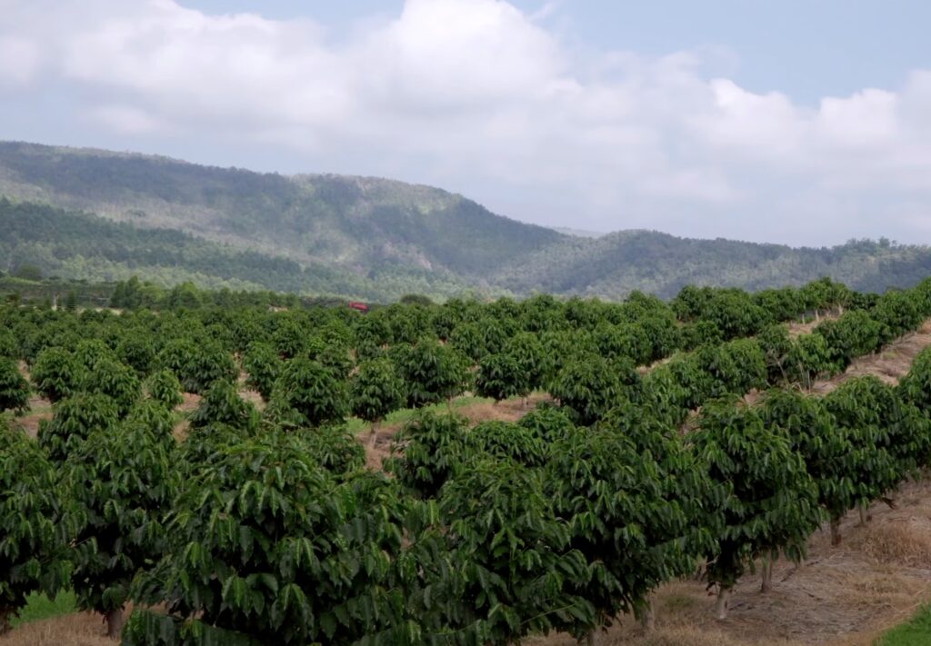 arabica coffee plantation in hawaii