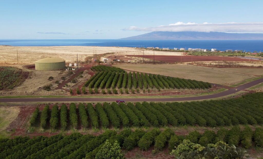 Hawaiian coffee farm view from above